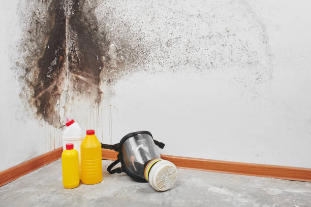 Best Black Mold Removal  in Granite City, IL