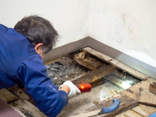 Best Mold Damage Repair  in Granite City, IL