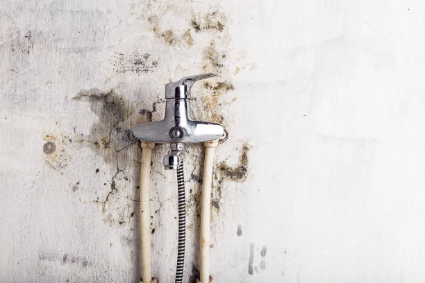 Best Mold Damage Repair  in Granite City, IL