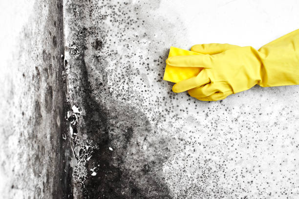 Trusted Granite City, IL Mold Removal Experts