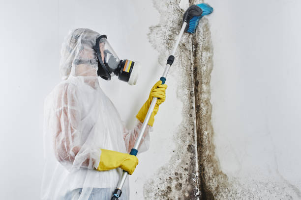 Best Mold Testing  in Granite City, IL