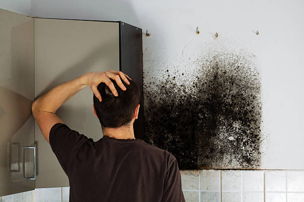  Granite City, IL Mold Removal Pros