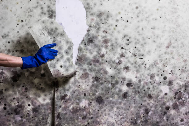 Best Professional Mold Removal  in Granite City, IL