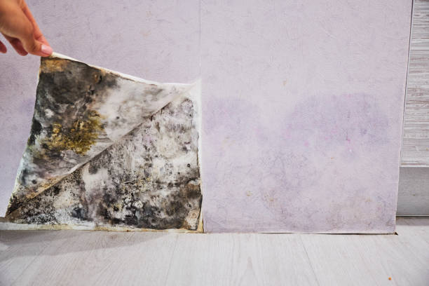Best Attic Mold Removal  in Granite City, IL